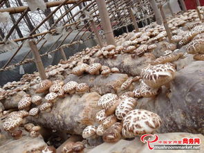 散装干货批发 泌阳香菇，优质食用菌低价直达