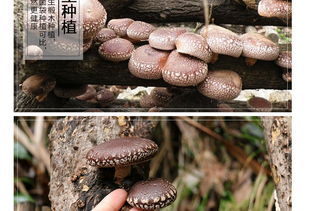 富农园特级冬菇 福建山珍，品味自然的馈赠