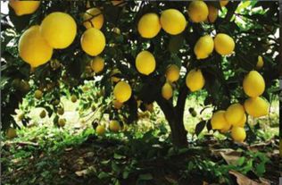 万旺生态农业科技 打造全产业链农业生态，引领特色有机新食尚