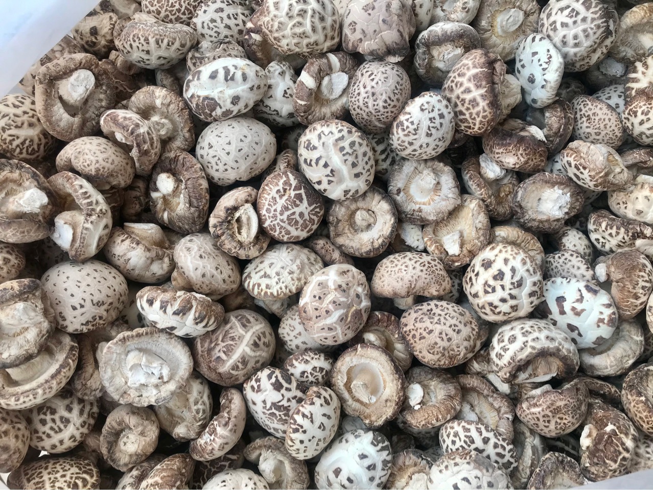 泌阳天白花菇 剪脚干香菇的品质传承与批发价值解析